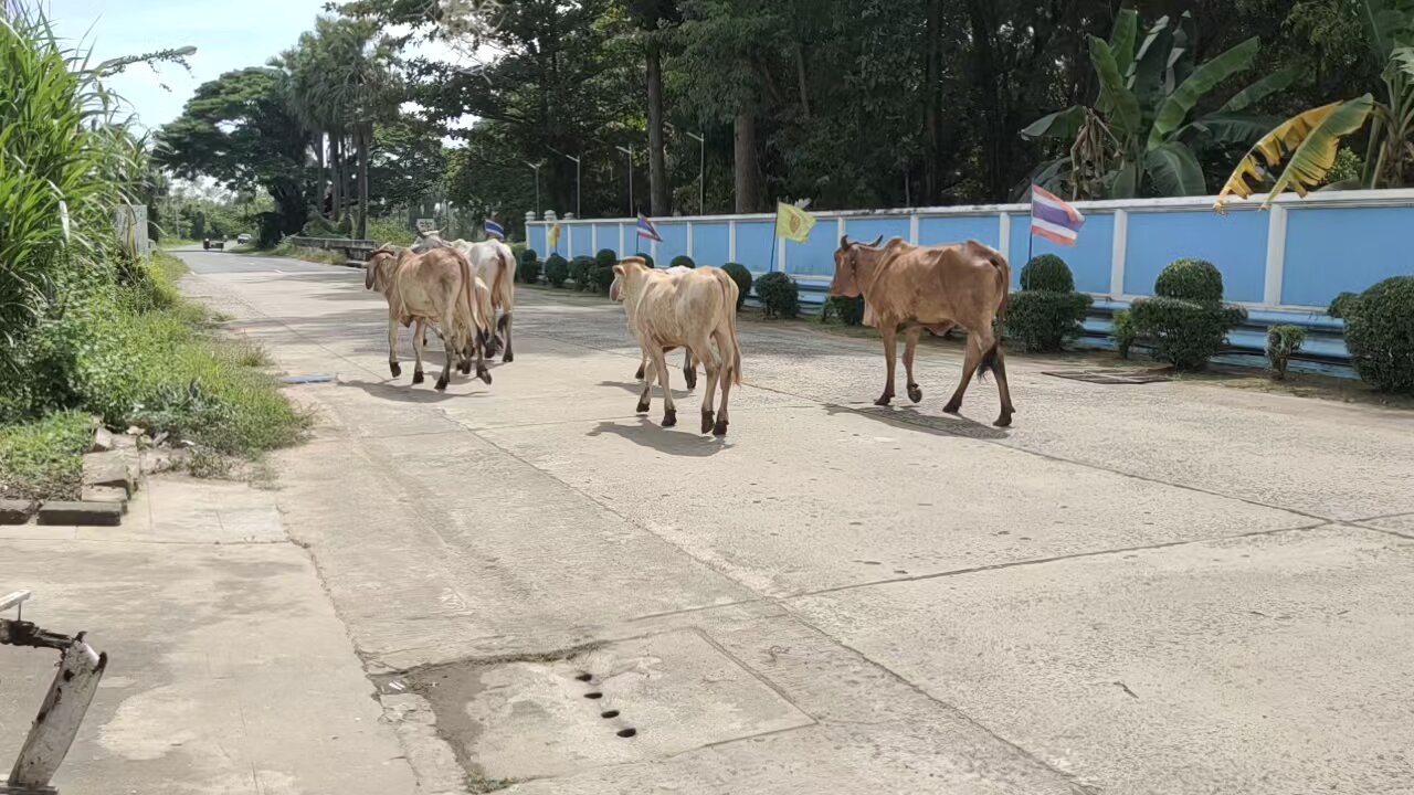 Thai Farmer hearding his flock along the road