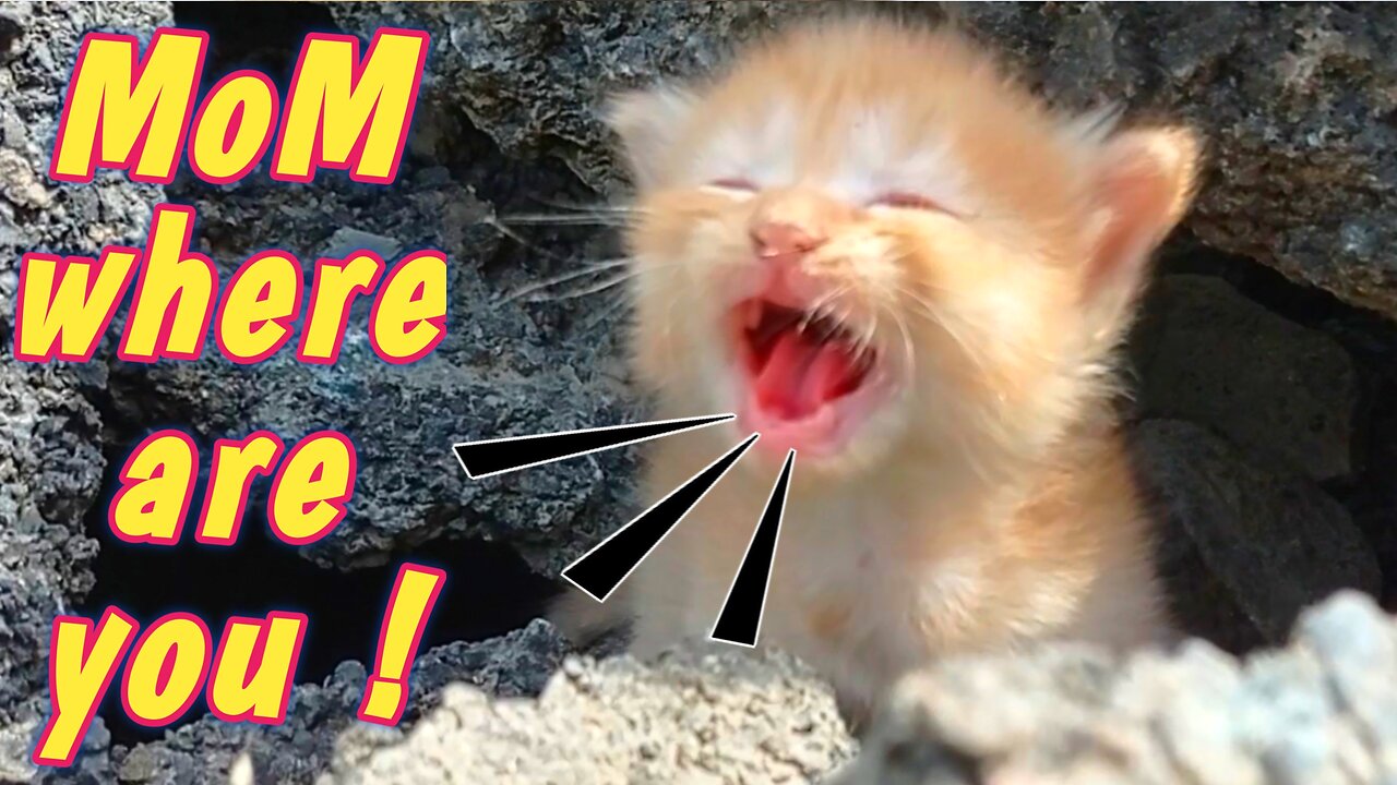 Rescue a Cute kitten - MoM cat Left him Alone | Kitten Need Help