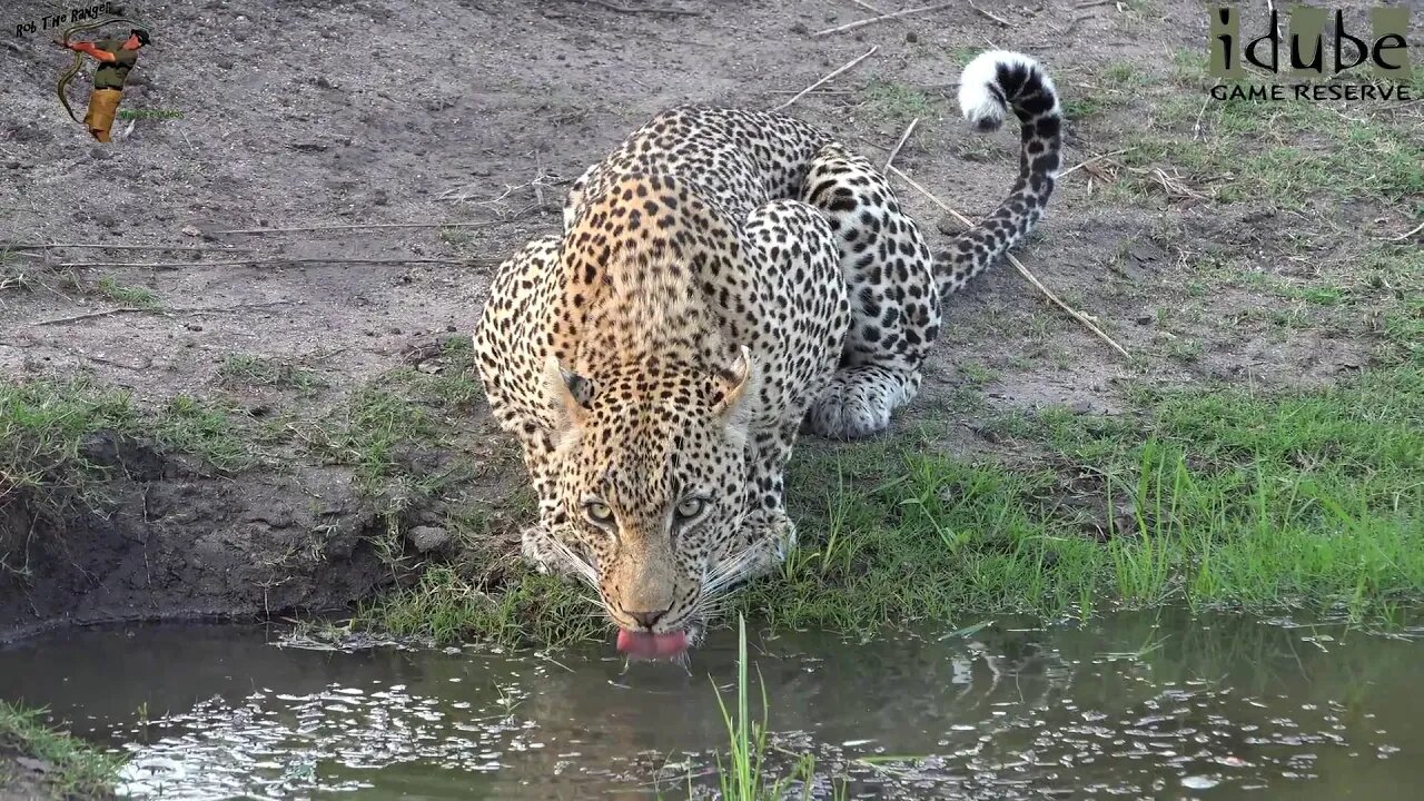 Male Leopard Drinks In Front Of A Bird Hide