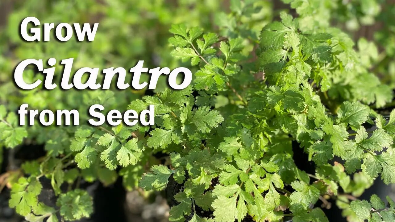 How to Grow Cilantro from Seed in Pots🍀🌿