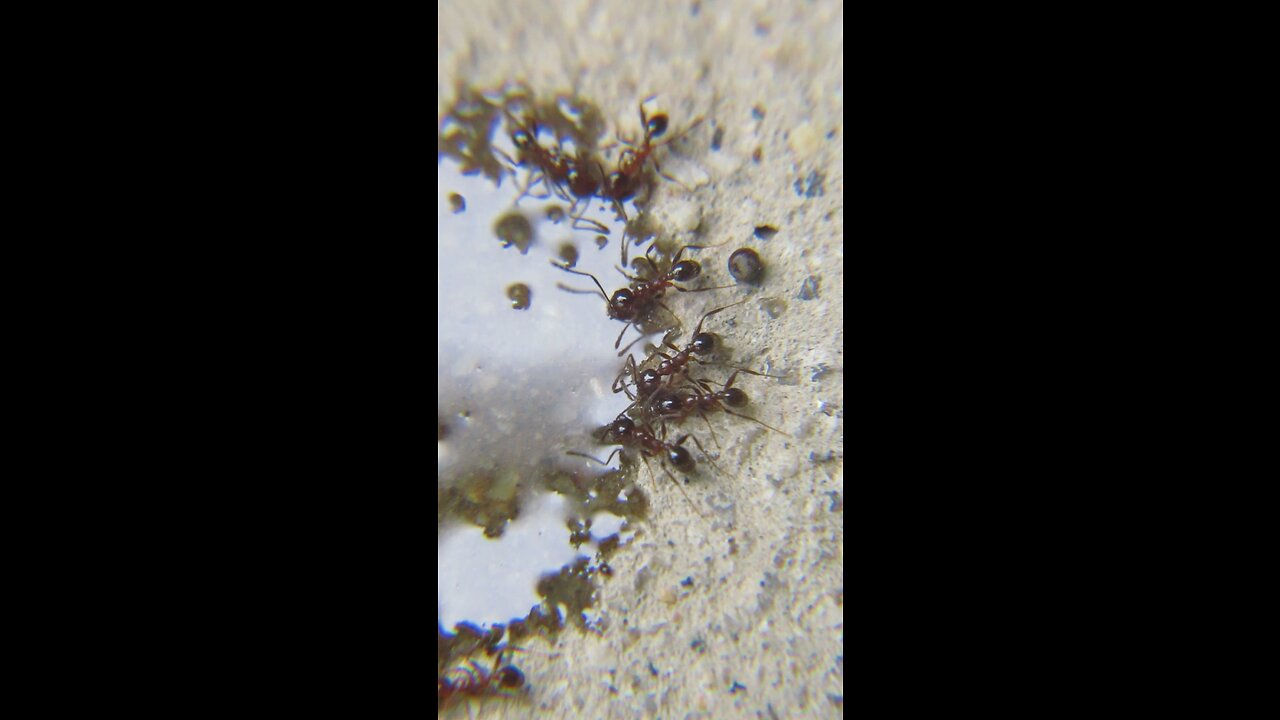 Ants Drinking Strawberry Juice | Macro Videography | Canvas Earth