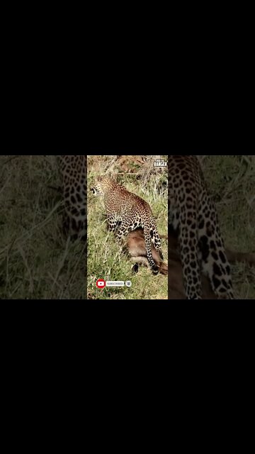 Leopard Caught A Baby Gnu | Saturday #shorts