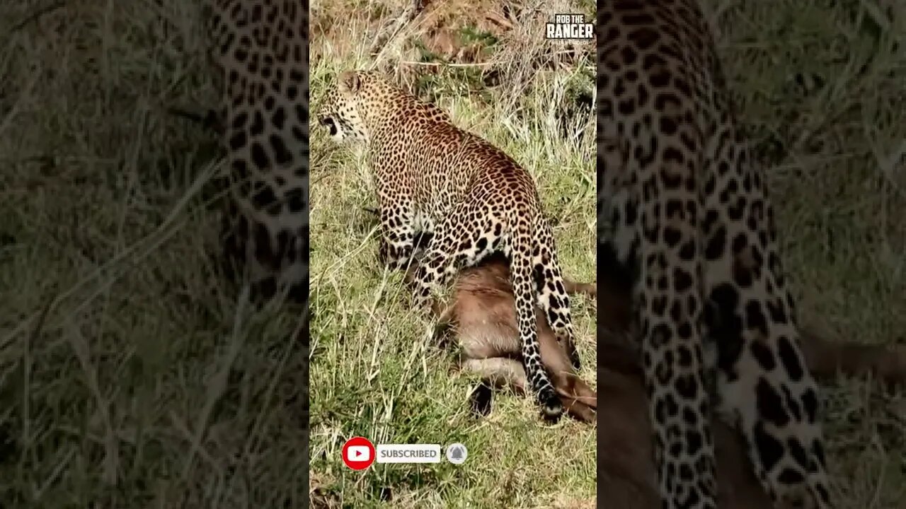 Leopard Caught A Baby Gnu | Saturday #shorts