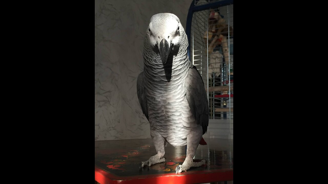 One of the smartest parrots Afrrican Grey - George from Ukraine