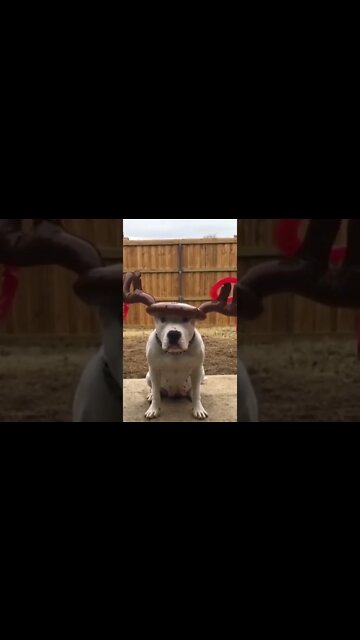 Cachorro engraçado #shorts #animais #dog #funnyanimals