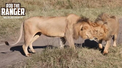 Lions (Black Rockers) Regroup | Maasai Mara Safari | Zebra Plains