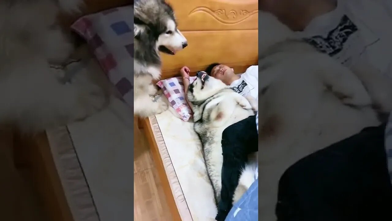 #shorts Смешные Собаки Из Тик Тока 247 Funny Dogs From Tiktok