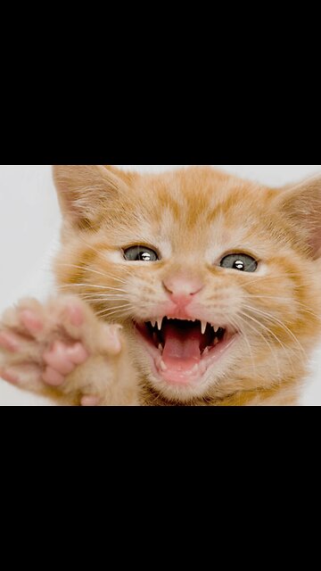 Most Funniest Animals - Best Cats😹 & Dogs🐶 Videos of 2023 Compilation! #27