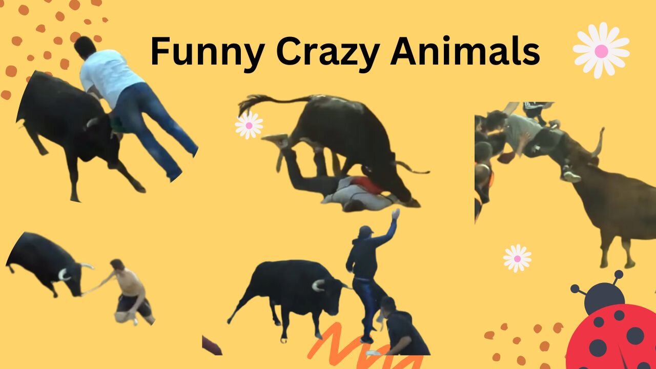 Animals Crazy Moments | Episode 099