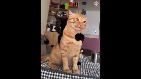 funny animals video | animals video | funny | Animals