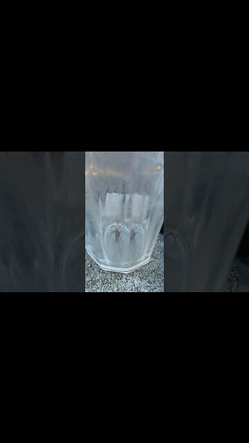 Spider wants OUT ! 2023 #SHORTS