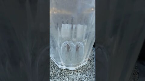 Spider wants OUT ! 2023 #SHORTS