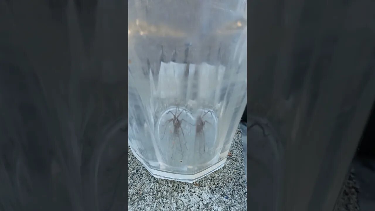 Spider wants OUT ! 2023 #SHORTS