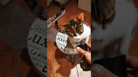 Curious Kili the Cat is always cooking with me