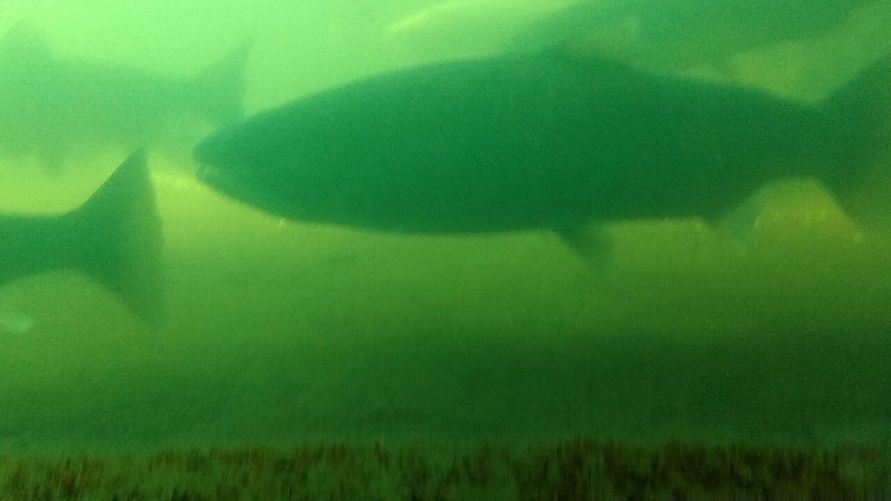 Bonneville Dam viewing window