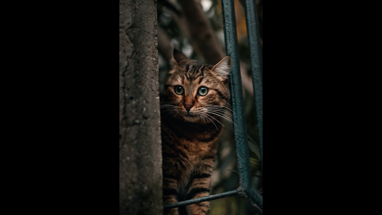 Funny animals compilation #90.