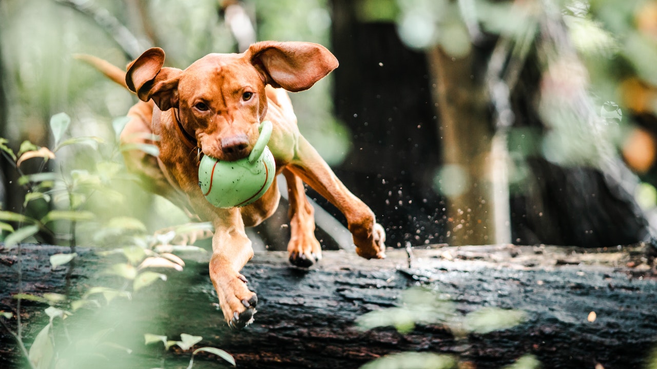 Man Playing Ball With a Dog / Dog lovers 2020