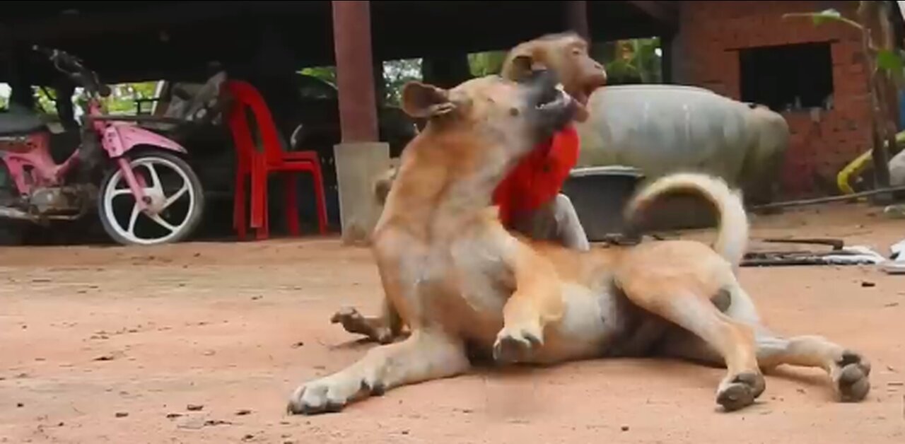 Monkey and Dog's Playful Wrestling Match: Who Will Emerge Victorious?