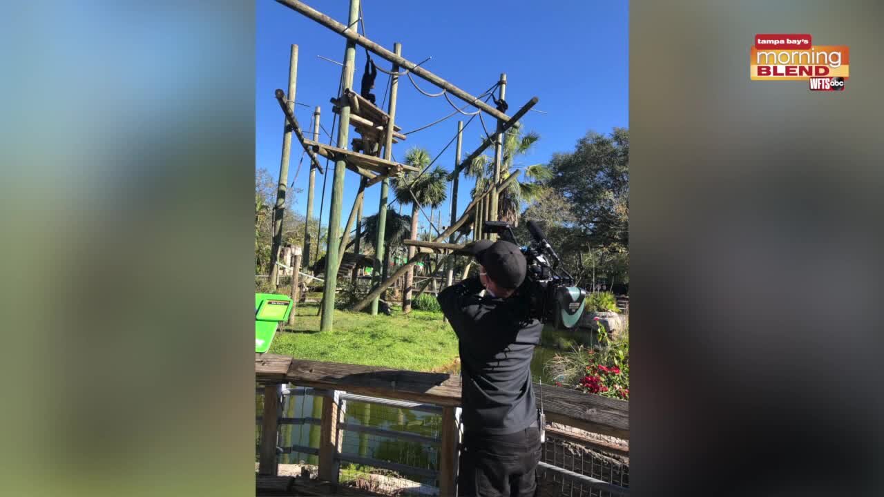 Secrets of the Zoo| Morning Blend