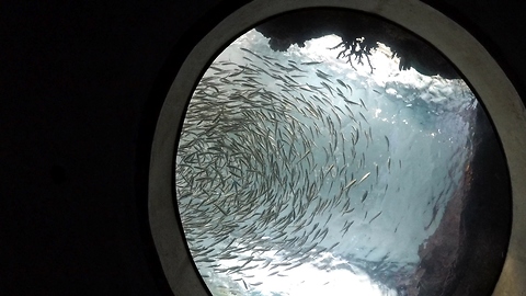 Mesmerizing School of Fish