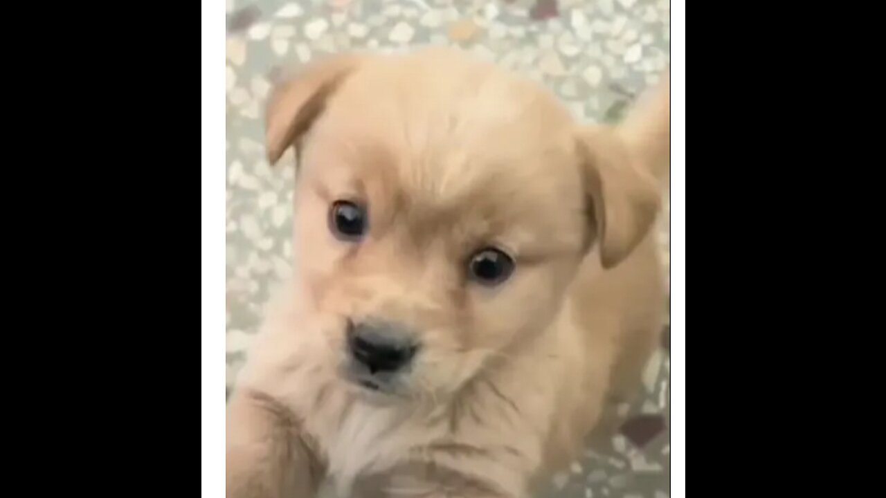 Baby dog#cute puppy barking#4kviral#