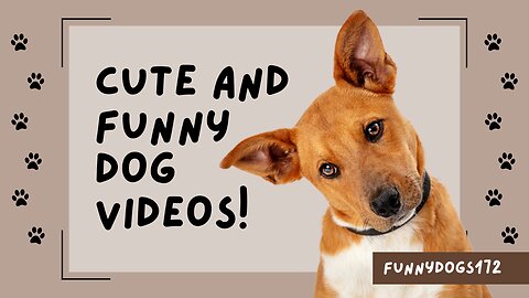 Baby Dogs 🔴 Cute and Funny Dog Videos Compilation - Funny Puppy Videos 2023