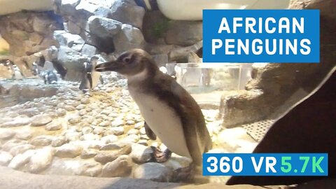 Puffins & African Penguins || Episode - 9 || 360 VR Video