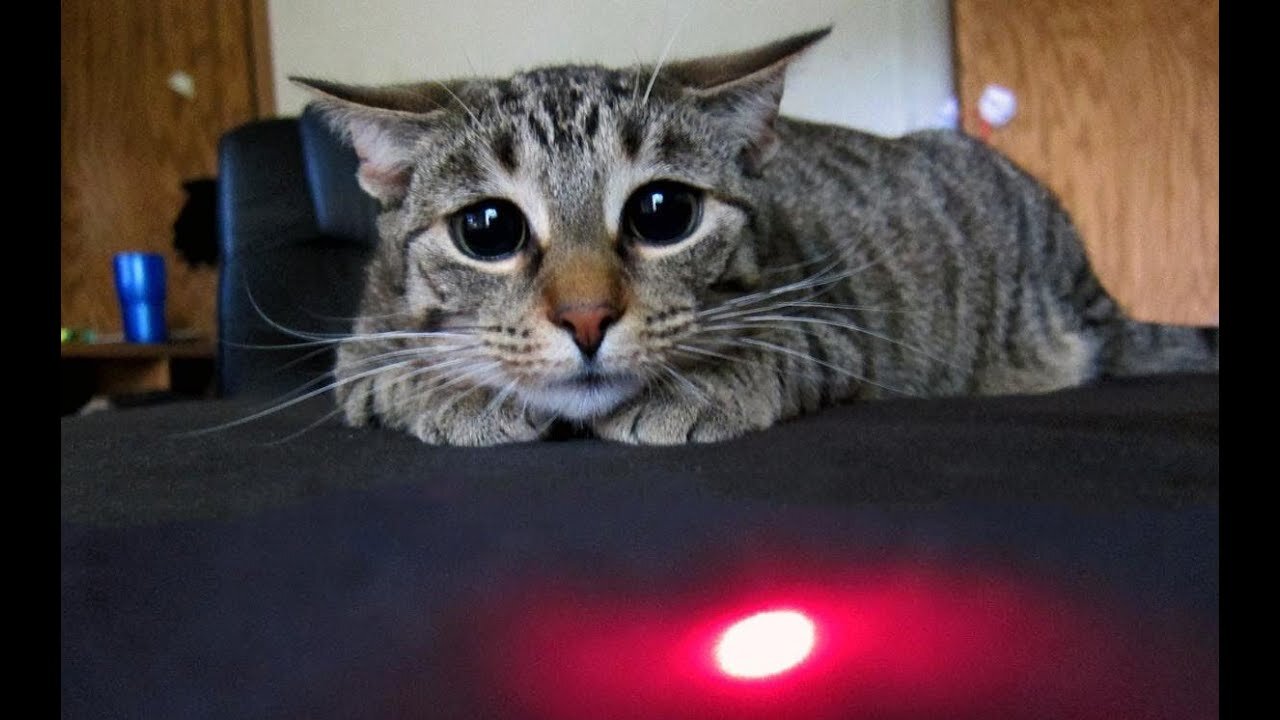 Cats vs Laser Pointers Compilation