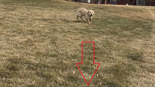 Excited puppy knocks woman off her feet