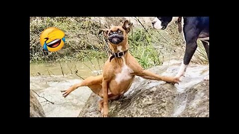 Funny Animal Videos 😂 - Best Dogs And Cats Videos 😺😍 Compilation