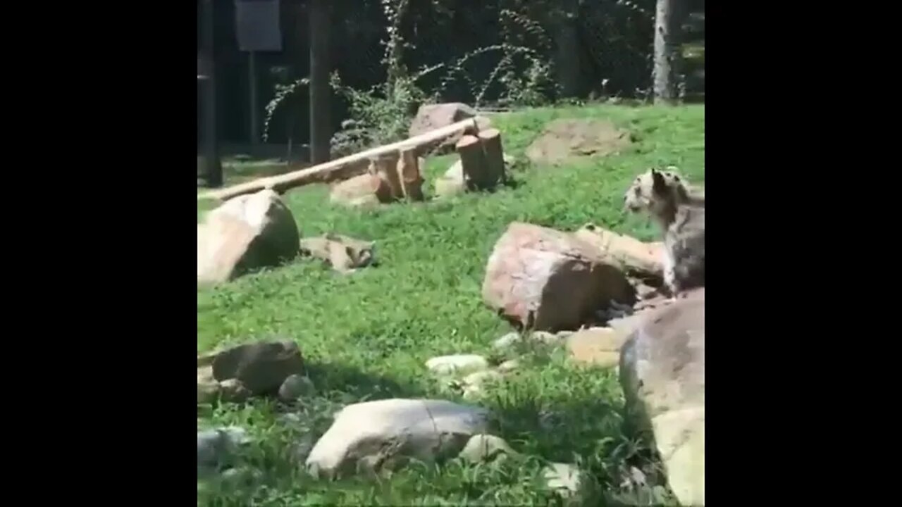 Leopard cub sneaks on its mom.. 😅