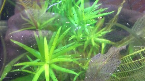 DEEP SUBSTRATE - THE RULES!