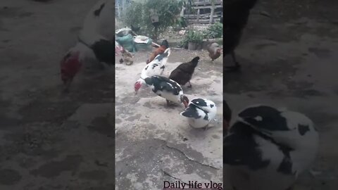 Chickens gather rice with swans