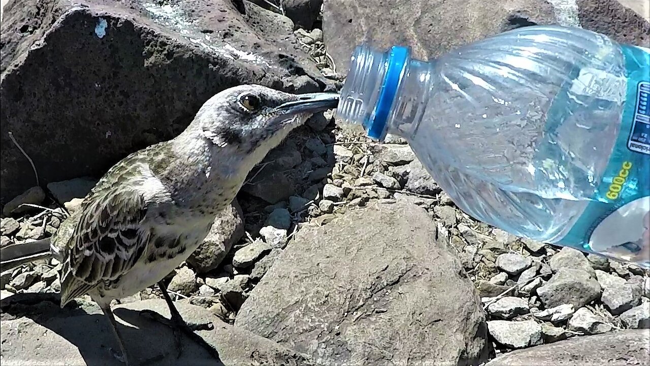 Tiny bird follows tourist to beg for a drink from his water bottle