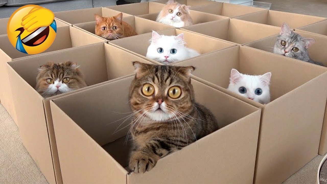 animals funny videos,cute cat videos,funny cat videos try not to laugh,try not to laugh