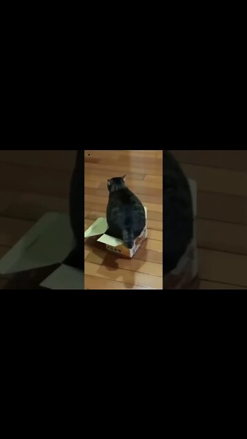 tictok cat dancing cat, cat dancing, dancing cat, yellow cat dancing, cat