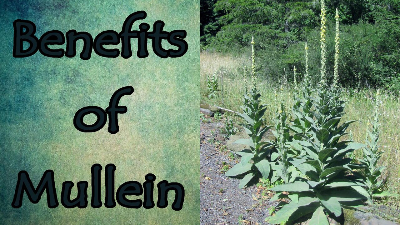 Health Benefits of Mullein