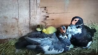 2 Muscovy Ducks and their cross breed ducklings ( Video 7 ) 17th March 2021