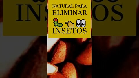 Óleo de Andiroba Natural para eliminar🐛👈👀 insetos #SHOTS