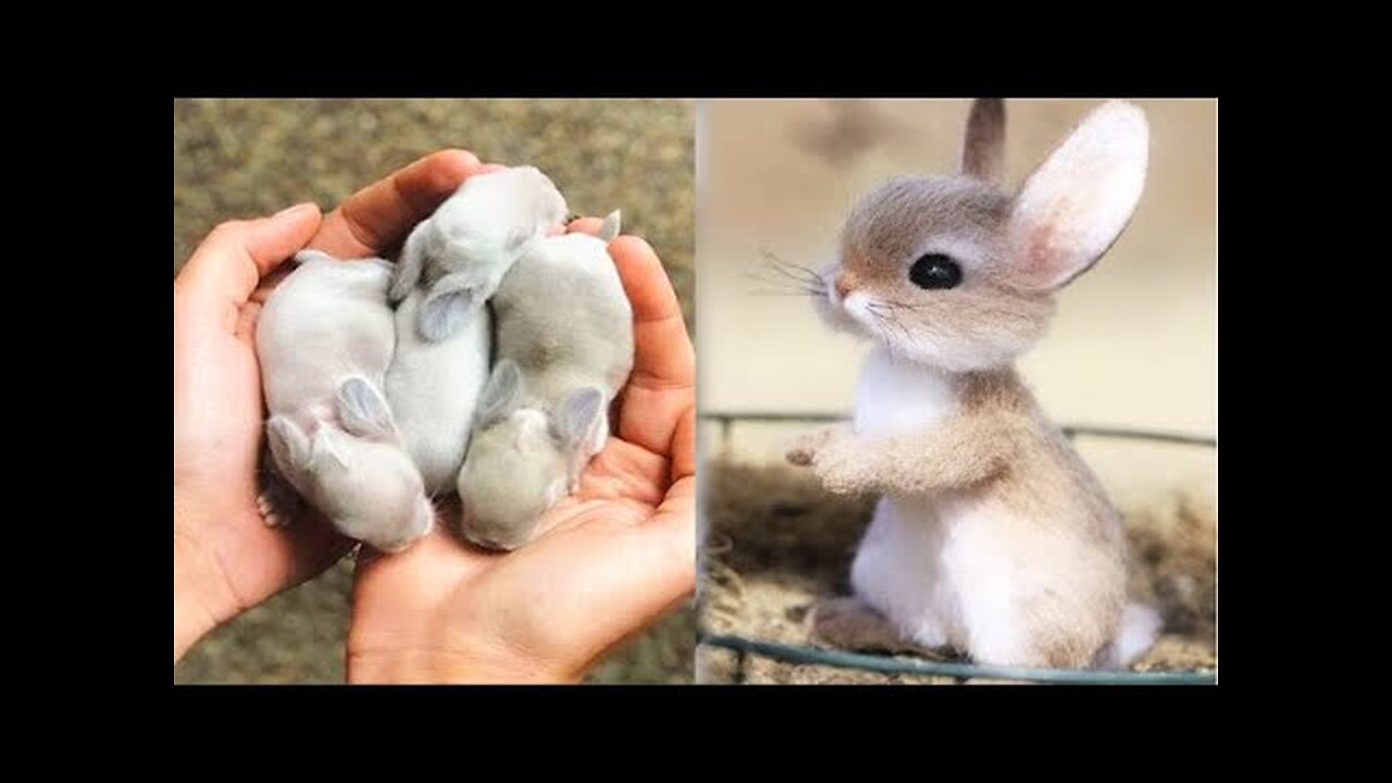 AWW SO CUTE!!! Cutest baby animals Videos Compilation Cute moment of the Animals #1