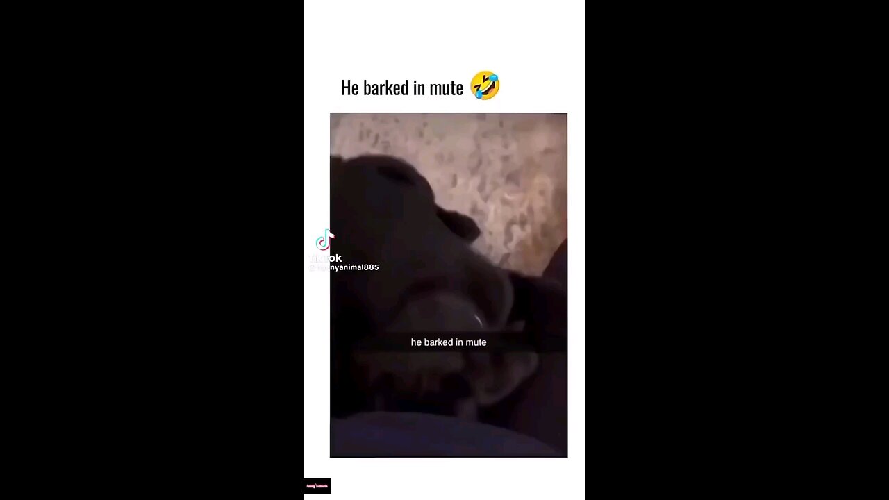 Silent Barker | 🤫😂 Dog's Hilarious Mute Video Antics