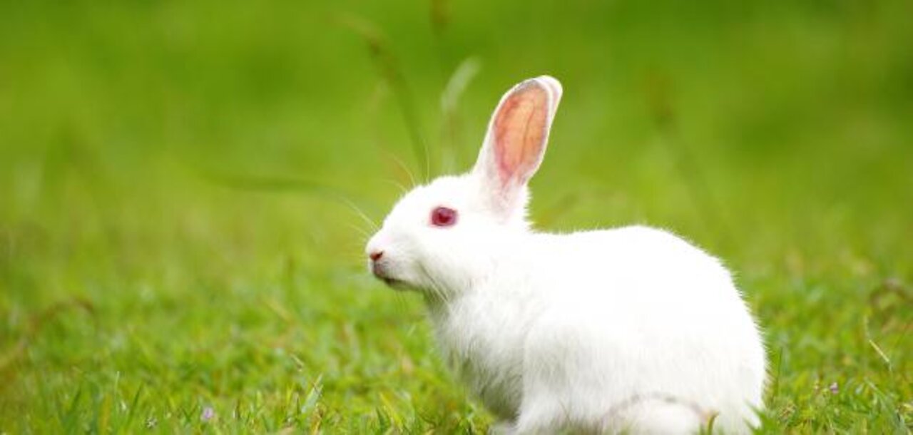 Bunny drilling method ... for bunny nails help him dig.