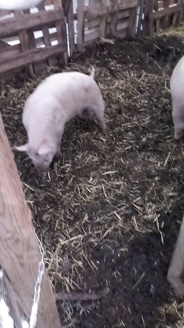 The Shires love the Snow