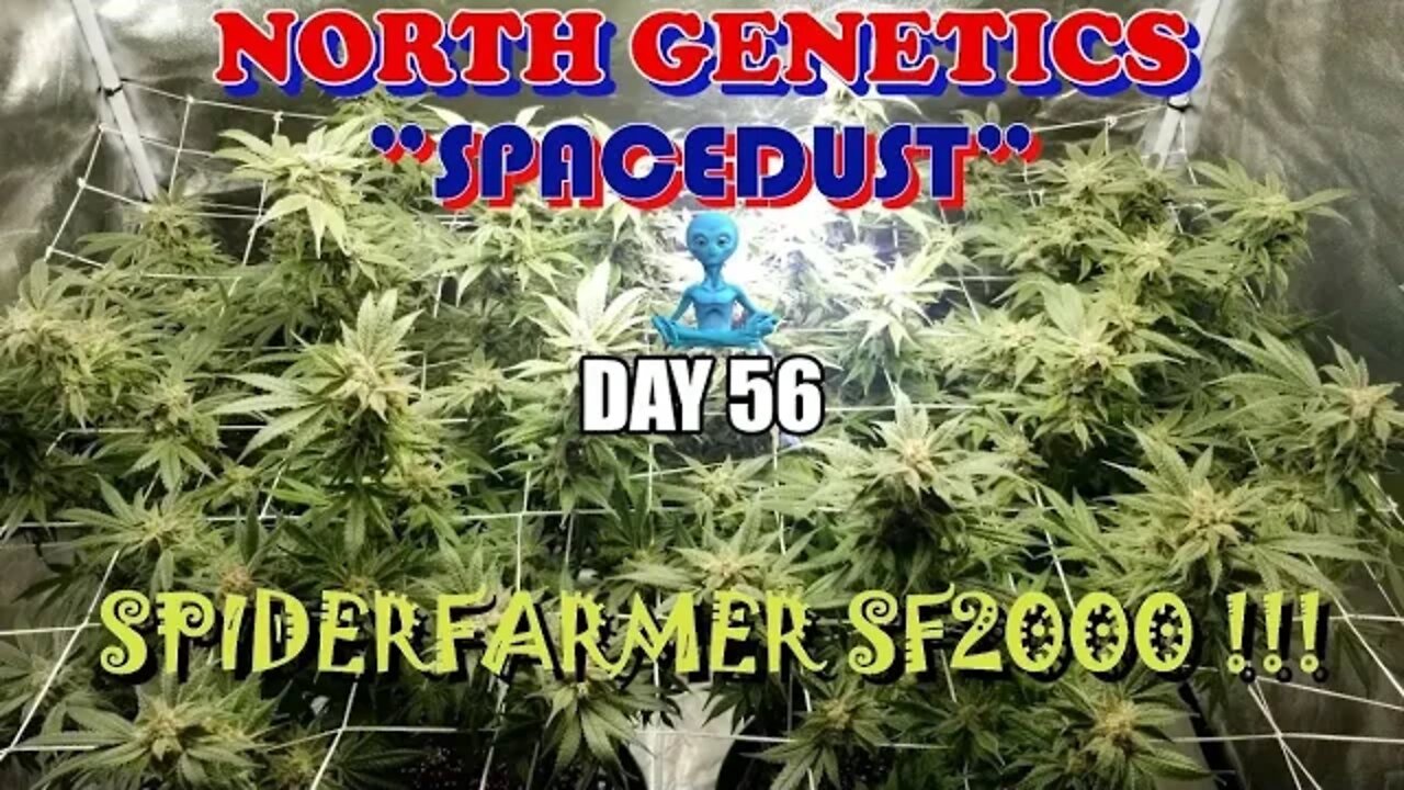 Summer Stock episode 9 ! #NorthGenetics - #Spacedust 👽 #SpiderFarmer #sf2000 day 56 ❄🔨