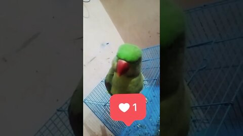 Cute Parrot