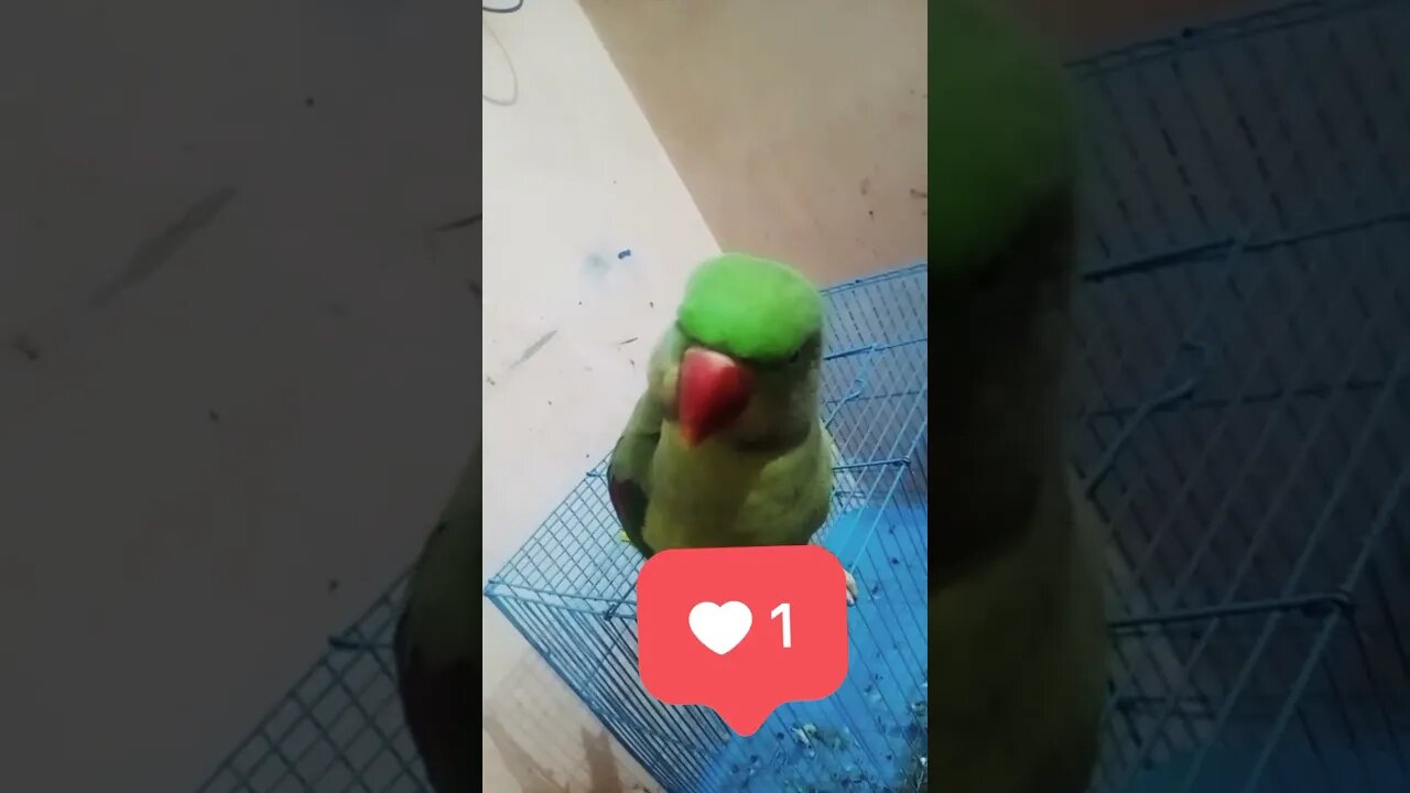 Cute Parrot