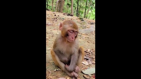 Animals funny videos 😁😁