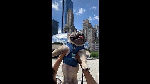 Chicago Sunrise | Mochi The French Bulldog