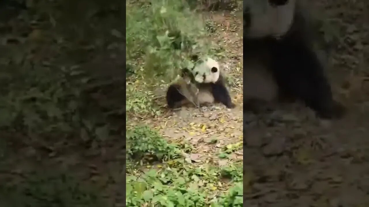 Animal funny 🤣🤣 #shorts