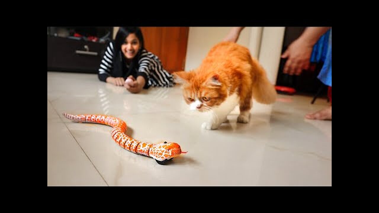 Remote Control Snake V/S Cat Prank Video 2023